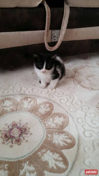 Ankara Kedisi, Kedi  Efe fotoğrafı