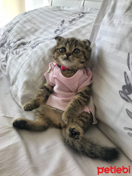 Scottish Fold, Kedi  Argos fotoğrafı