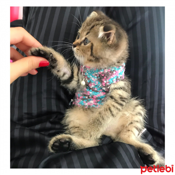 Scottish Fold, Kedi  Argos fotoğrafı
