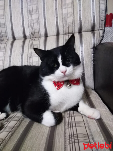 Tuxedo (Smokin) Kedi, Kedi  Karam fotoğrafı