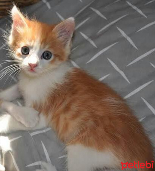 Tekir Kedi, Kedi  Ginger fotoğrafı
