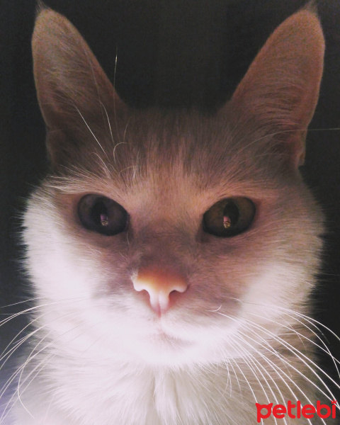 Van Kedisi, Kedi  Nazlı fotoğrafı