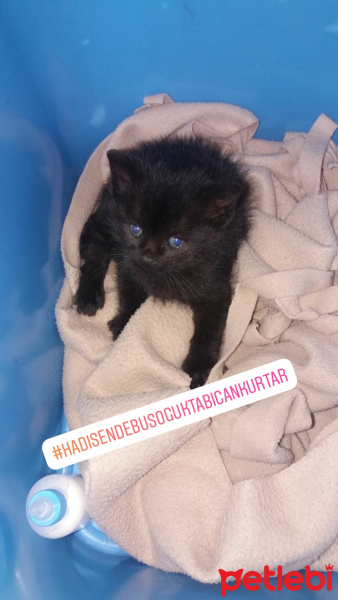 Sarman, Kedi  Oreo fotoğrafı