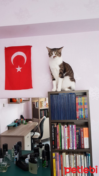 Tekir Kedi, Kedi  Badem fotoğrafı