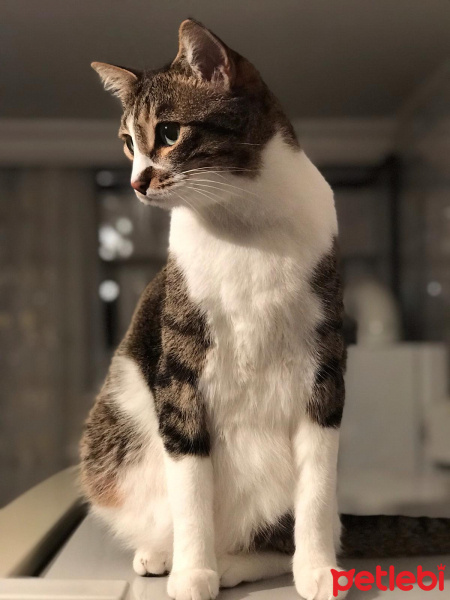 Tekir Kedi, Kedi  Badem fotoğrafı