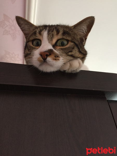Tekir Kedi, Kedi  Badem fotoğrafı