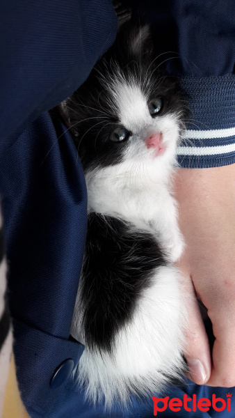 Tuxedo (Smokin) Kedi, Kedi  Paşa fotoğrafı