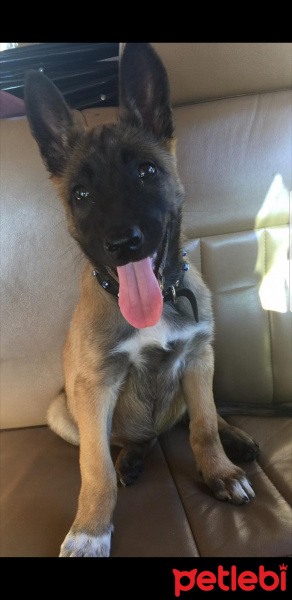 Belçika Malinois, Köpek  Papi fotoğrafı