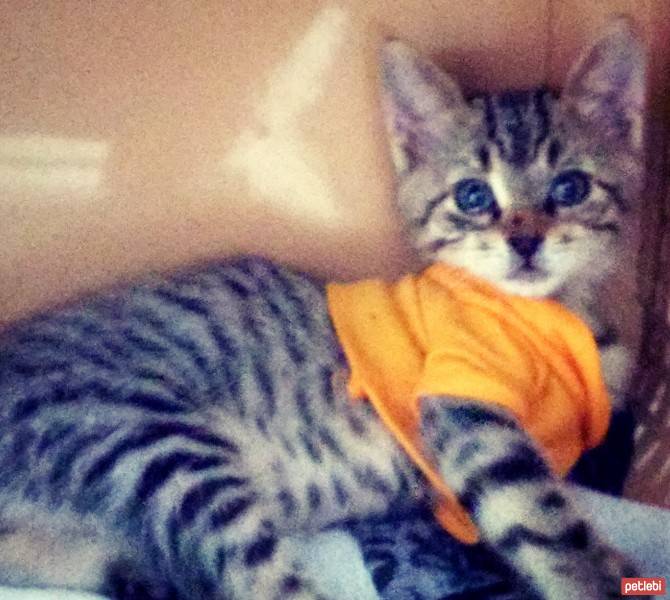 Bengal, Kedi  leo fotoğrafı