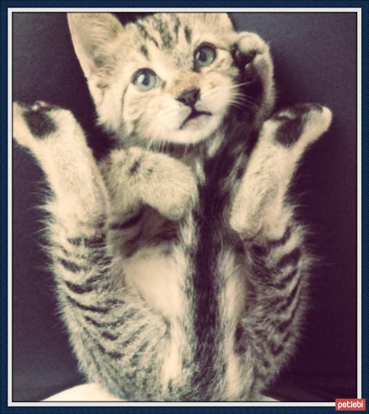 Bengal, Kedi  leo fotoğrafı