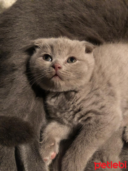 Scottish Fold, Kedi  Çiko fotoğrafı