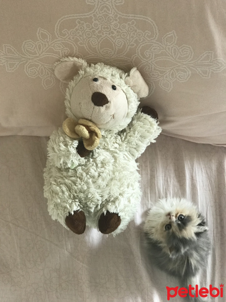 Exotic Shorthair, Kedi  Balım fotoğrafı