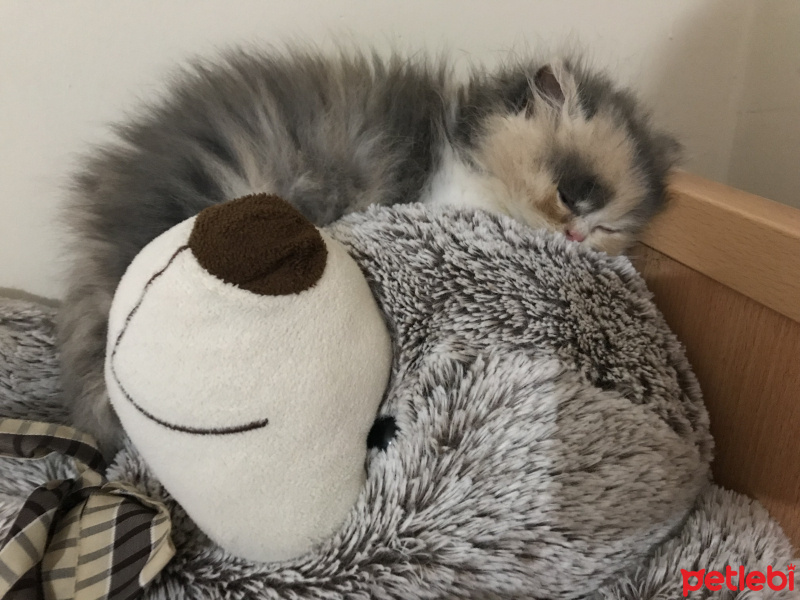 Exotic Shorthair, Kedi  Balım fotoğrafı