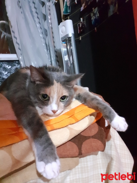 Tekir Kedi, Kedi  Minnoş fotoğrafı