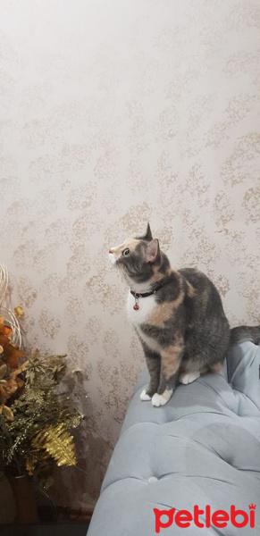 Tekir Kedi, Kedi  Minnoş fotoğrafı