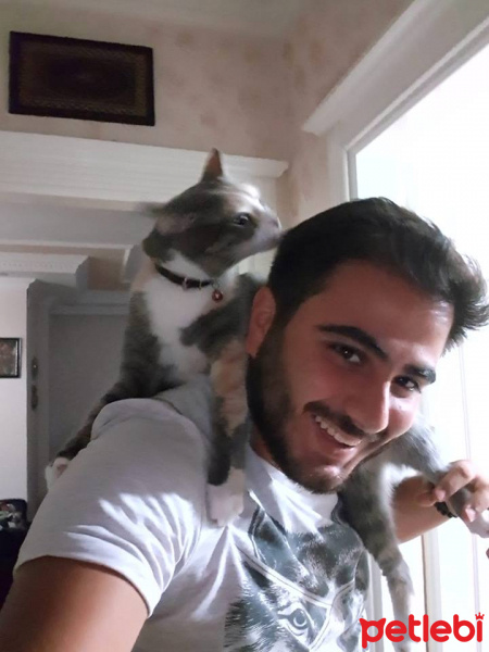Tekir Kedi, Kedi  Minnoş fotoğrafı