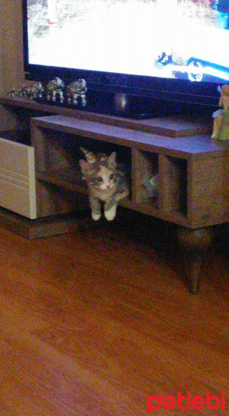 Tekir Kedi, Kedi  Minnoş fotoğrafı