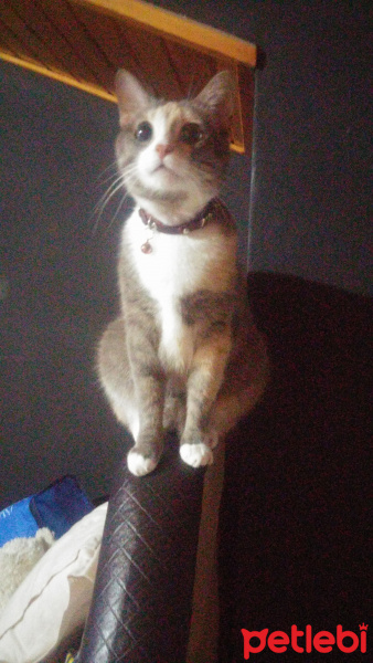 Tekir Kedi, Kedi  Minnoş fotoğrafı