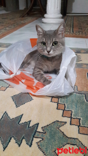 Tekir Kedi, Kedi  April fotoğrafı