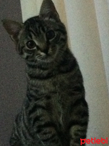 Tekir Kedi, Kedi  Kivi fotoğrafı