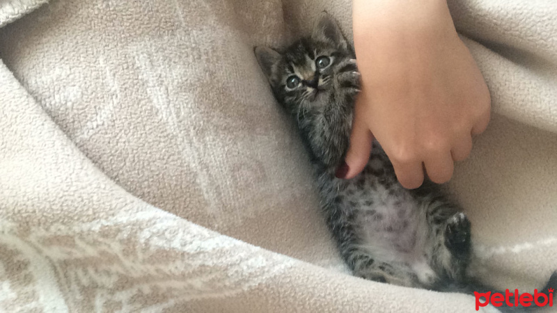 Tekir Kedi, Kedi  Kivi fotoğrafı