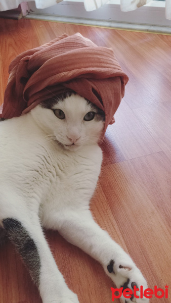 Tekir Kedi, Kedi  Avcı fotoğrafı