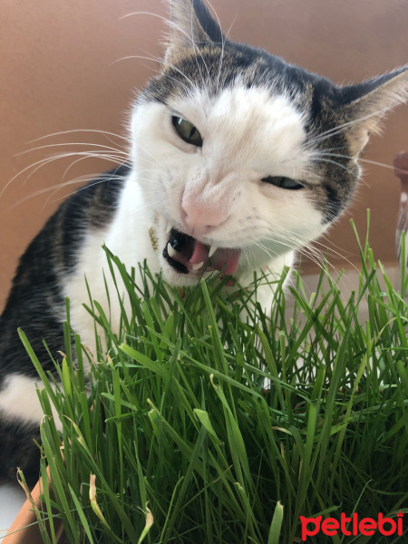 Tekir Kedi, Kedi  Avcı fotoğrafı