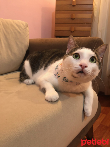 Tekir Kedi, Kedi  Avcı fotoğrafı