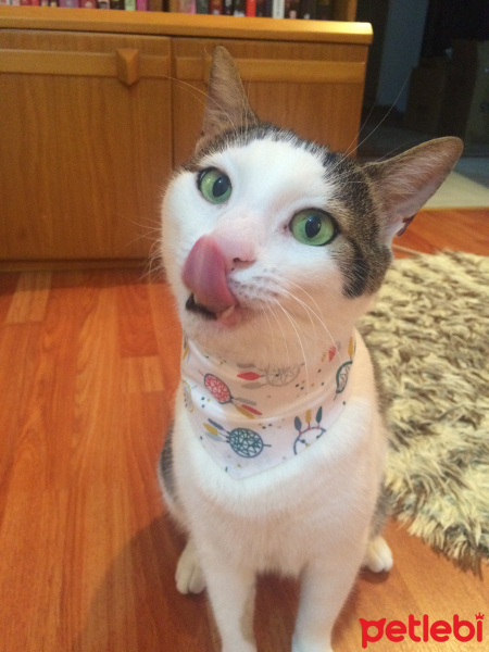 Tekir Kedi, Kedi  Avcı fotoğrafı