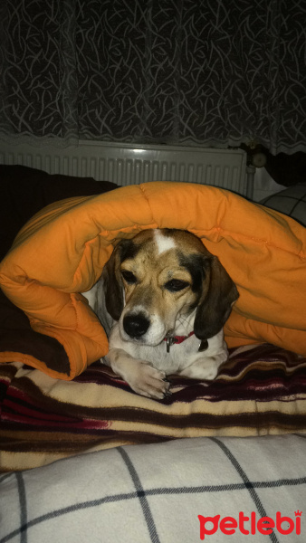 Beagle, Köpek  Gümüş fotoğrafı