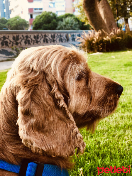 İngiliz Cocker Spaniel, Köpek  Sila fotoğrafı