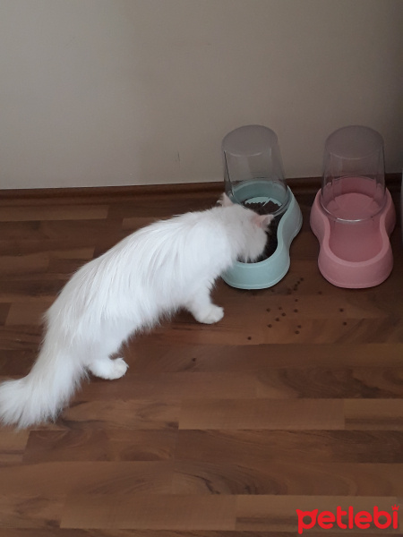 İran Kedisi (Persian), Kedi  Uras fotoğrafı