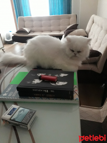 İran Kedisi (Persian), Kedi  Uras fotoğrafı