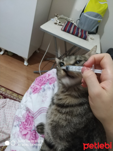 Tekir Kedi, Kedi  Miki fotoğrafı