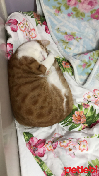 Sarman, Kedi  Luci fotoğrafı