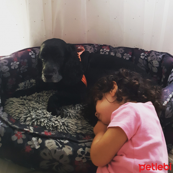 İngiliz Cocker Spaniel, Köpek  Mito fotoğrafı
