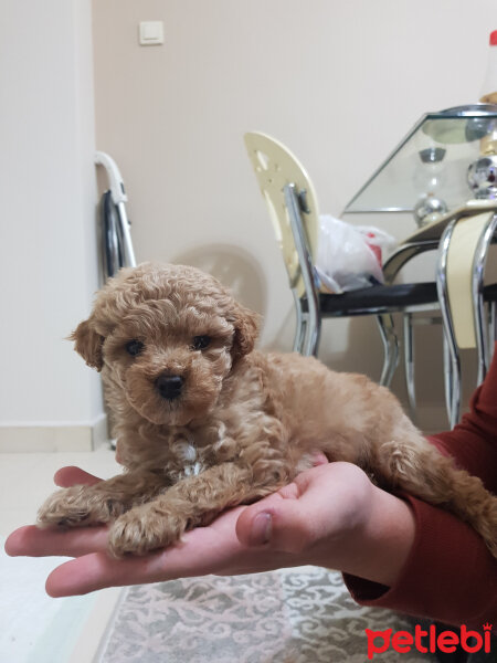 Poodle (Minyatür Kaniş), Köpek  Toffie fotoğrafı