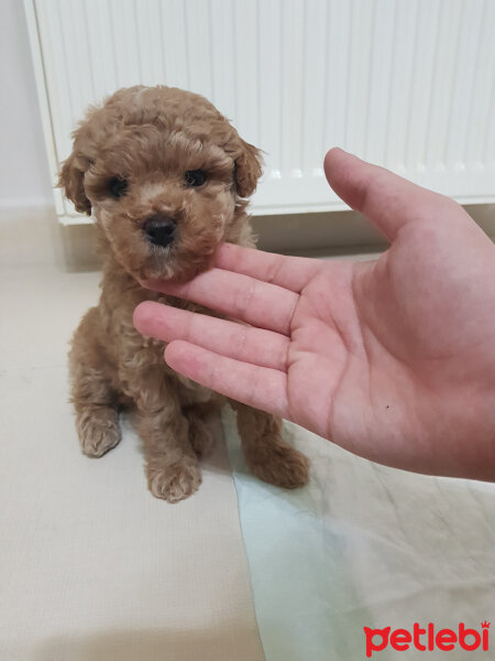 Poodle (Minyatür Kaniş), Köpek  Toffie fotoğrafı