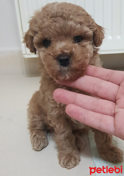 Poodle (Minyatür Kaniş), Köpek  Toffie fotoğrafı