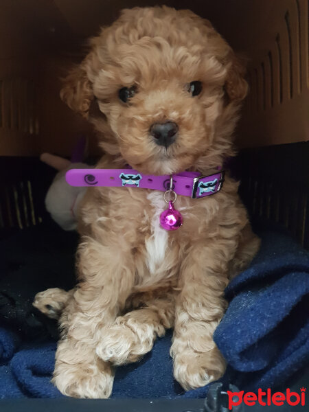 Poodle (Minyatür Kaniş), Köpek  Toffie fotoğrafı