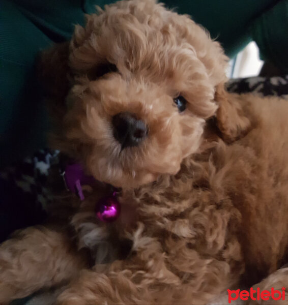 Poodle (Minyatür Kaniş), Köpek  Toffie fotoğrafı