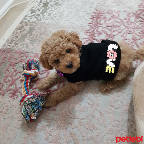 Poodle (Minyatür Kaniş), Köpek  Toffie fotoğrafı