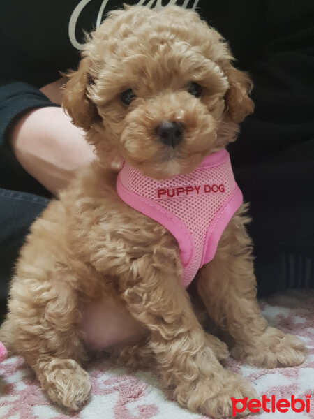 Poodle (Minyatür Kaniş), Köpek  Toffie fotoğrafı