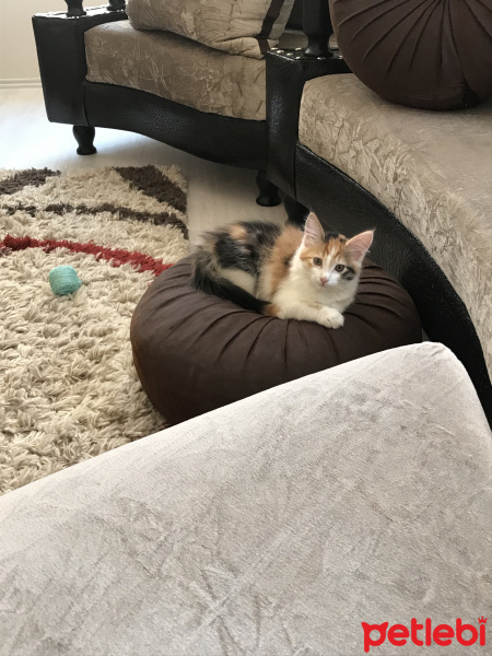 Abyssinian, Kedi  Gofret fotoğrafı