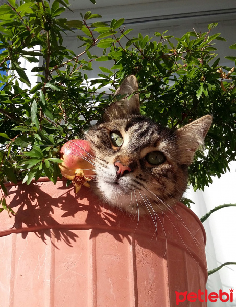 Tekir Kedi, Kedi  fındık fotoğrafı