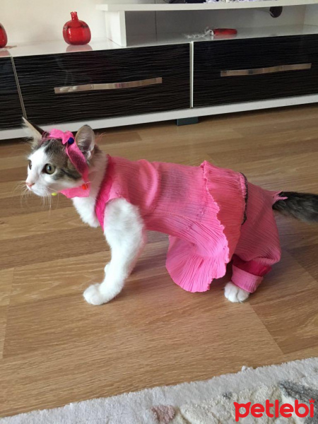 Tekir Kedi, Kedi  Pırtann fotoğrafı