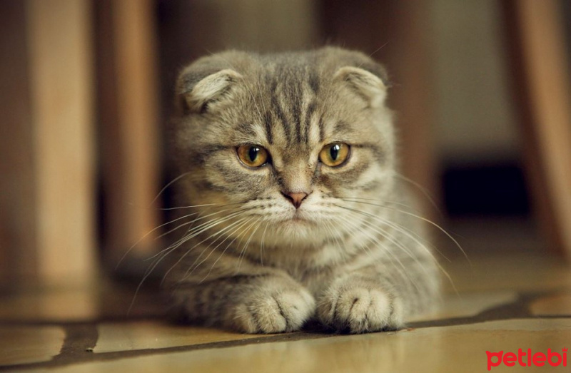 Scottish Fold, Kedi  badem fotoğrafı