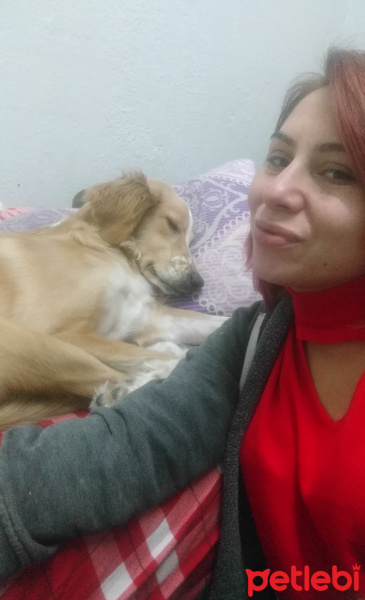 İngiliz Setter, Köpek  Afrodit fotoğrafı
