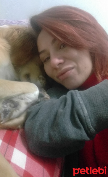 İngiliz Setter, Köpek  Afrodit fotoğrafı