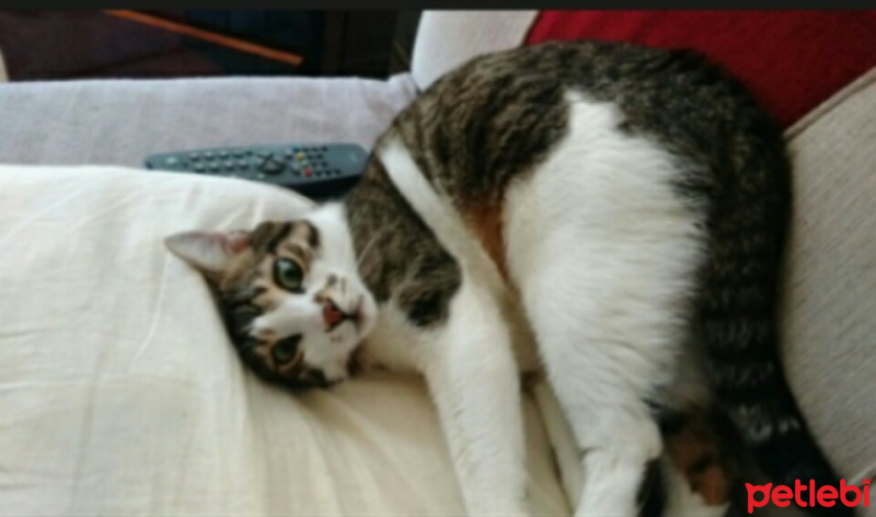 Tekir Kedi, Kedi  Rambo fotoğrafı